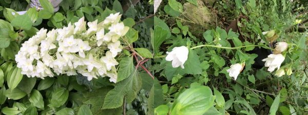 植え替え後　　光則寺の植物_c0097838_18422186.jpg