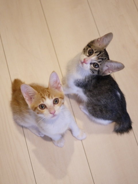 猫のお留守番 まさおくんゆきおくん編。_a0143140_17534462.jpg