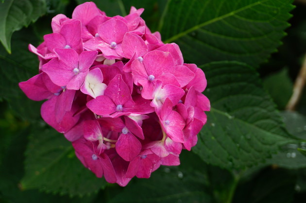 雨が似合う紫陽花_c0306845_14213784.jpg