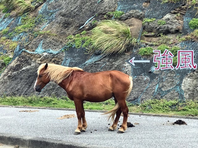 b0158746_14312399.jpeg