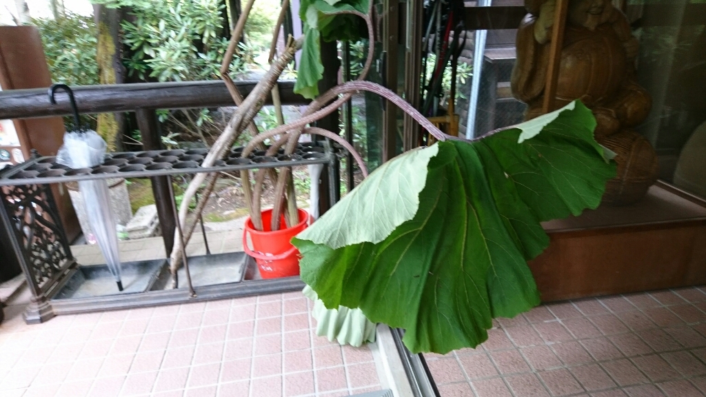 b0148050_20095498.jpg