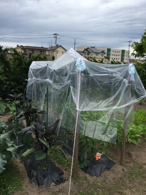 b0093660_17262556.jpeg