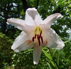 #ユリ #日本特産 『笹百合』Lilium japonicum_f0238961_12382439.jpg