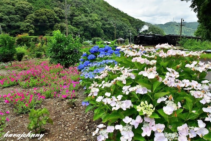 お母さんのお花畑の中で・・・_c0173762_20264189.jpg