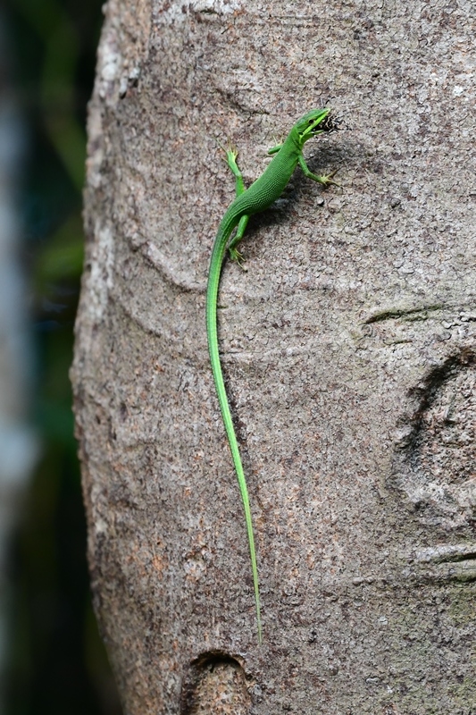 八重山の生き物 サキシマカナヘビ Byヒナ 仲良し夫婦de生き物ブログ
