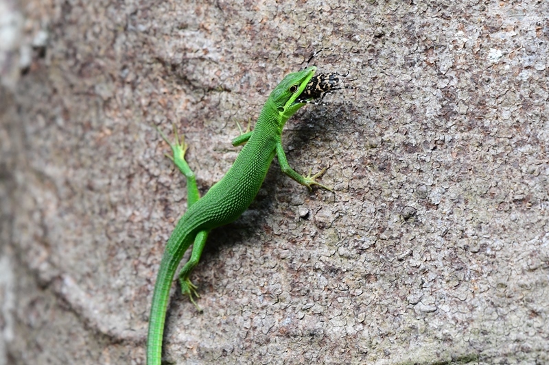八重山の生き物 サキシマカナヘビ Byヒナ 仲良し夫婦de生き物ブログ 八重山の生き物 サキシマカナヘビ Byヒナ 仲良し夫婦de生き物ブログ
