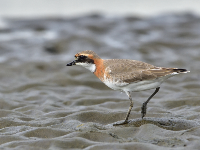 メダイチドリ（目大千鳥）/Lesser Sand Plover_f0365975_22540382.jpg