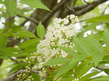 a0238278_17004234.gif