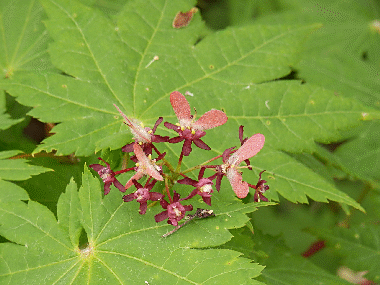 a0238278_17011355.gif