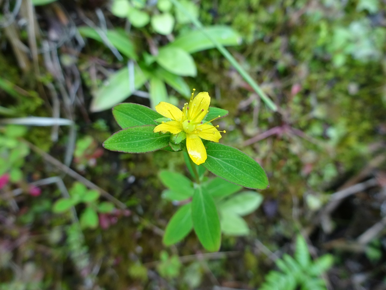 梅雨の晴れ間に　花散策　パートⅡ_d0340681_21582298.jpg