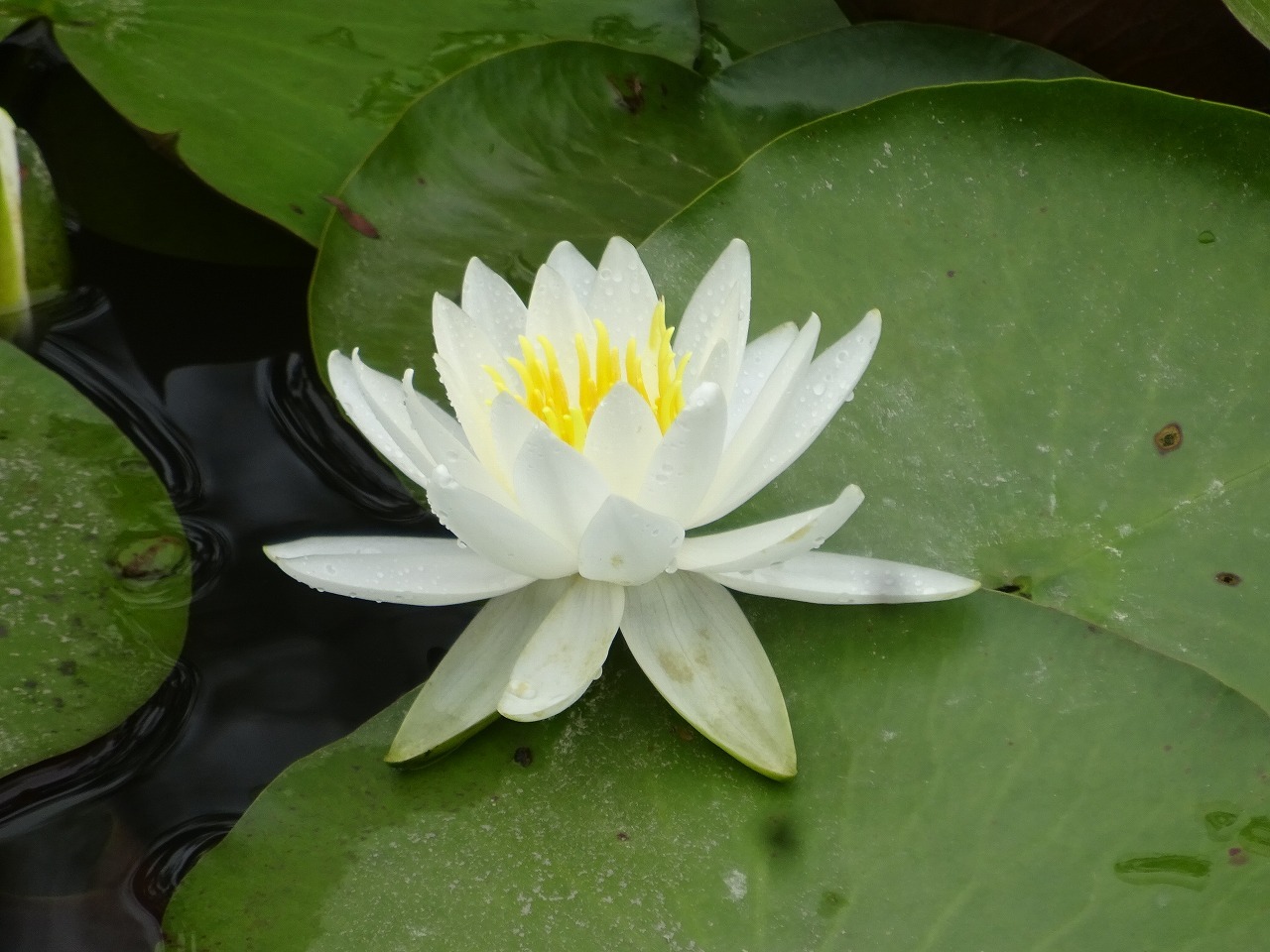 梅雨の晴れ間に　花散策　パートⅡ_d0340681_22204226.jpg