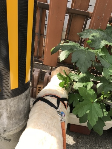 f0315081_17451574.jpeg