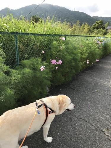 f0315081_17480772.jpeg