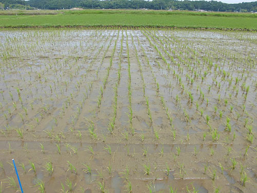 6月19日の田んぼ(目黒角田絆交流田) _d0247484_10233225.jpg