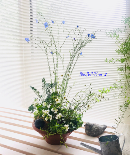 7月の寄せ植え作りのご案内♪_d0343790_00571911.jpg