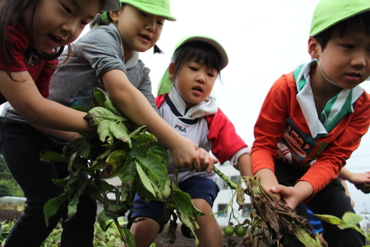 Potato Picking_a0115391_13231888.jpg
