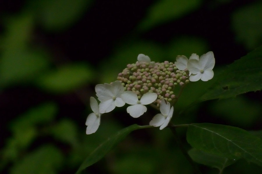 a0143491_00370951.jpg
