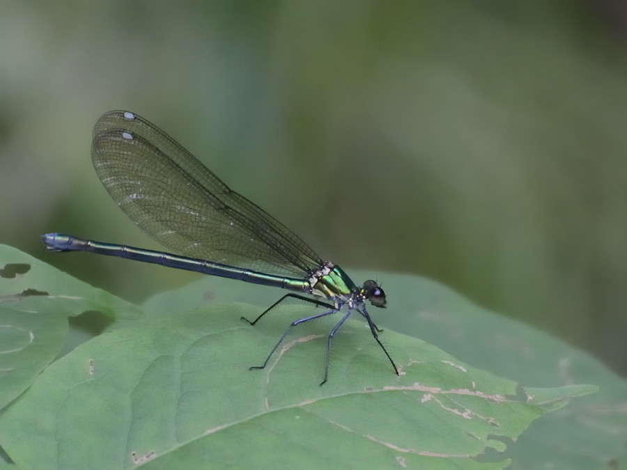 a0143491_00395751.jpg