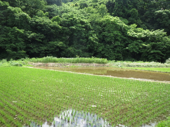 佐渡に行ってきました_e0303005_11203565.jpg