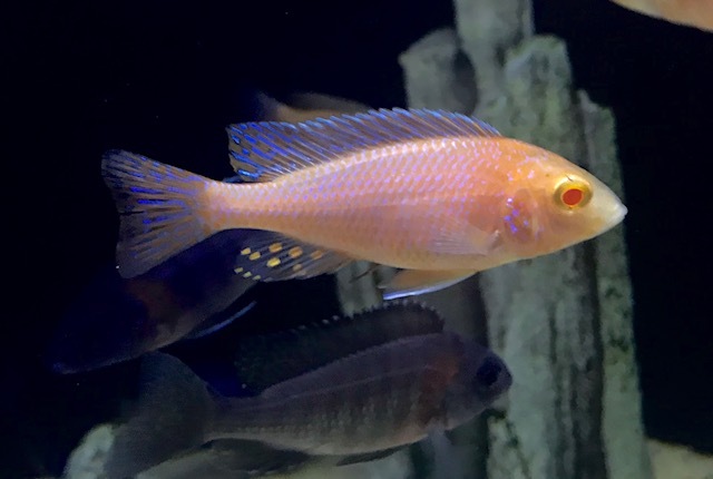 アウロノカラ アルビノファイヤーフィッシュ 7 8cm アフリカンシクリッド マラウィ湖産 タンガニーカ湖産 ヴィクトリア湖産 専門 rareな種類 綺麗な種類を中心に輸入しています アウロノカラ アルビノファイヤーフィッシュ 7 8cm アフリカンシクリッド マラウィ湖産 タンガニーカ湖産 ヴィクトリア湖産 専門 rareな種類 綺麗な種類を中心に輸入しています