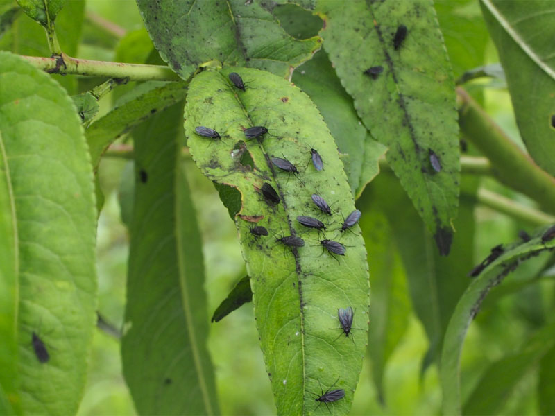 モモの葉に黒い虫がたくさん発生 昆虫ブログ むし探検広場