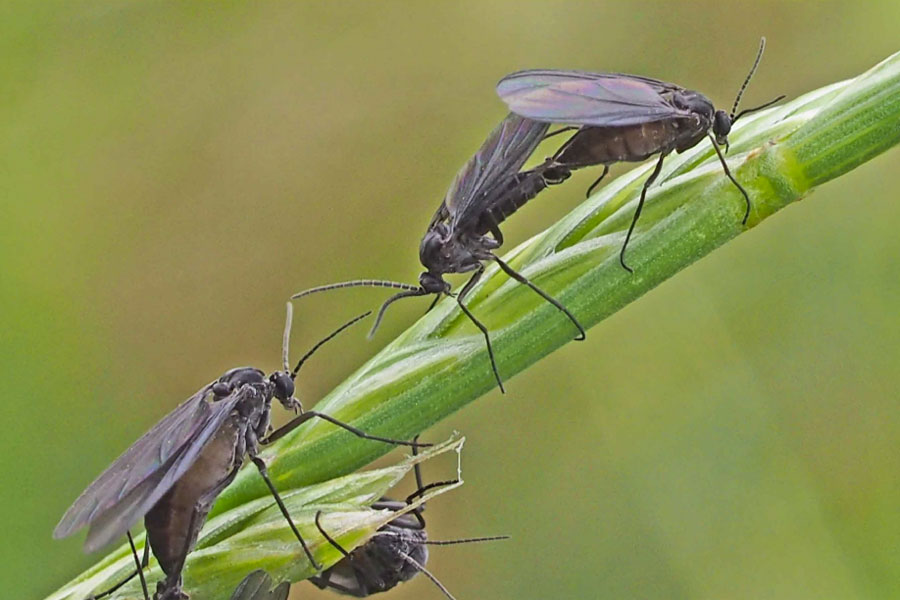 モモの葉に黒い虫がたくさん発生 昆虫ブログ むし探検広場