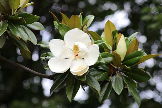 ネムノキ、タイサンボクの花と、木の実3種_e0255509_20451533.jpg