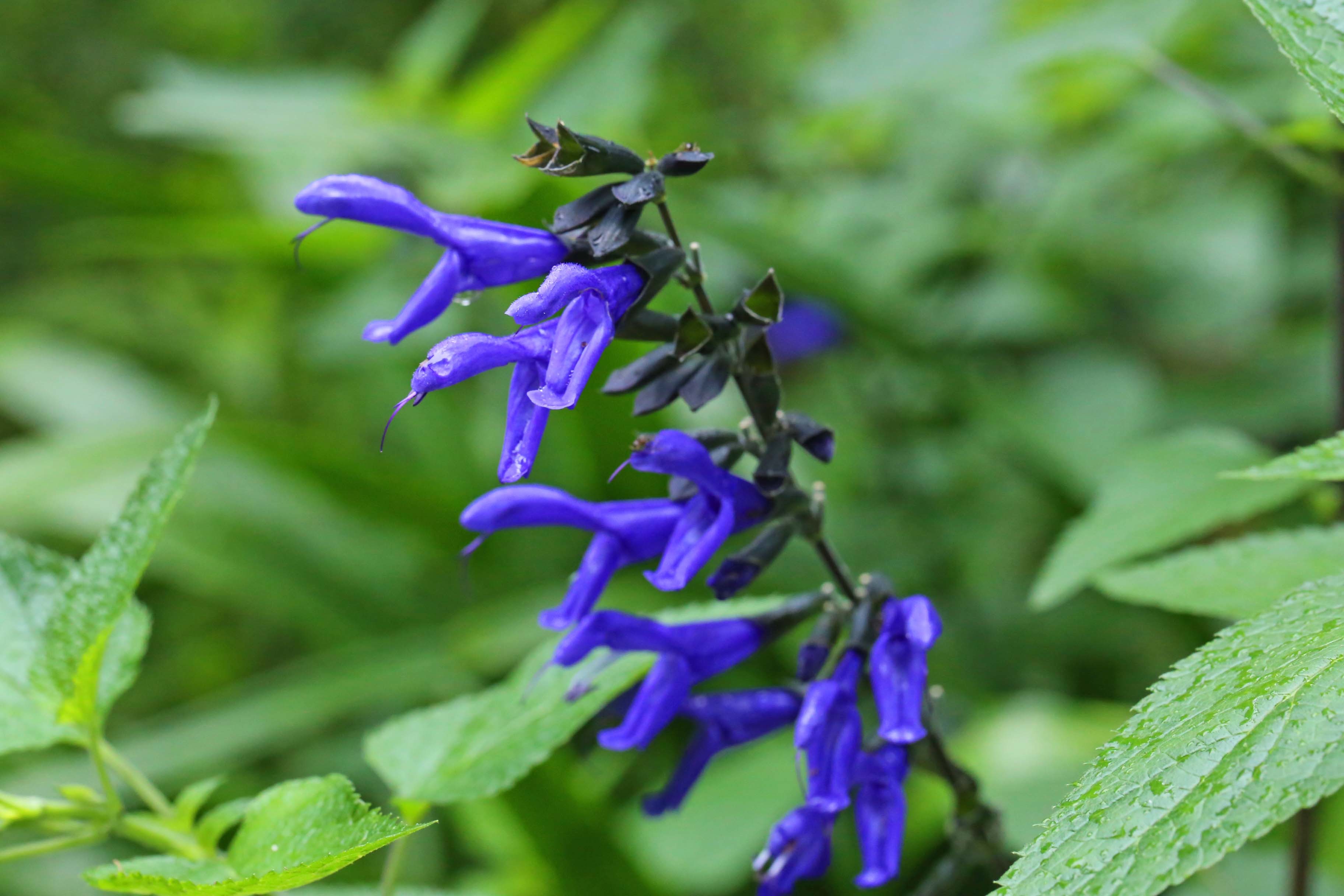 紫の花ですよ 悠悠緩緩187