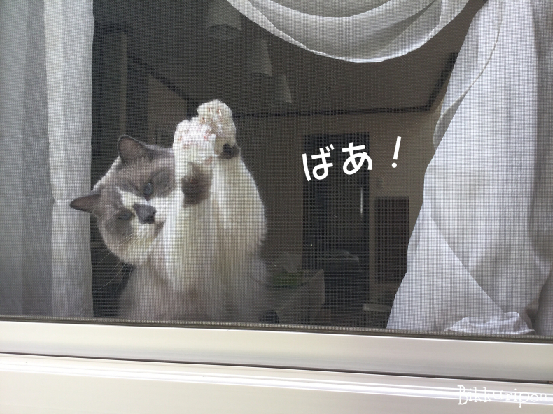 続　窓辺の猫_d0344913_08140597.jpg