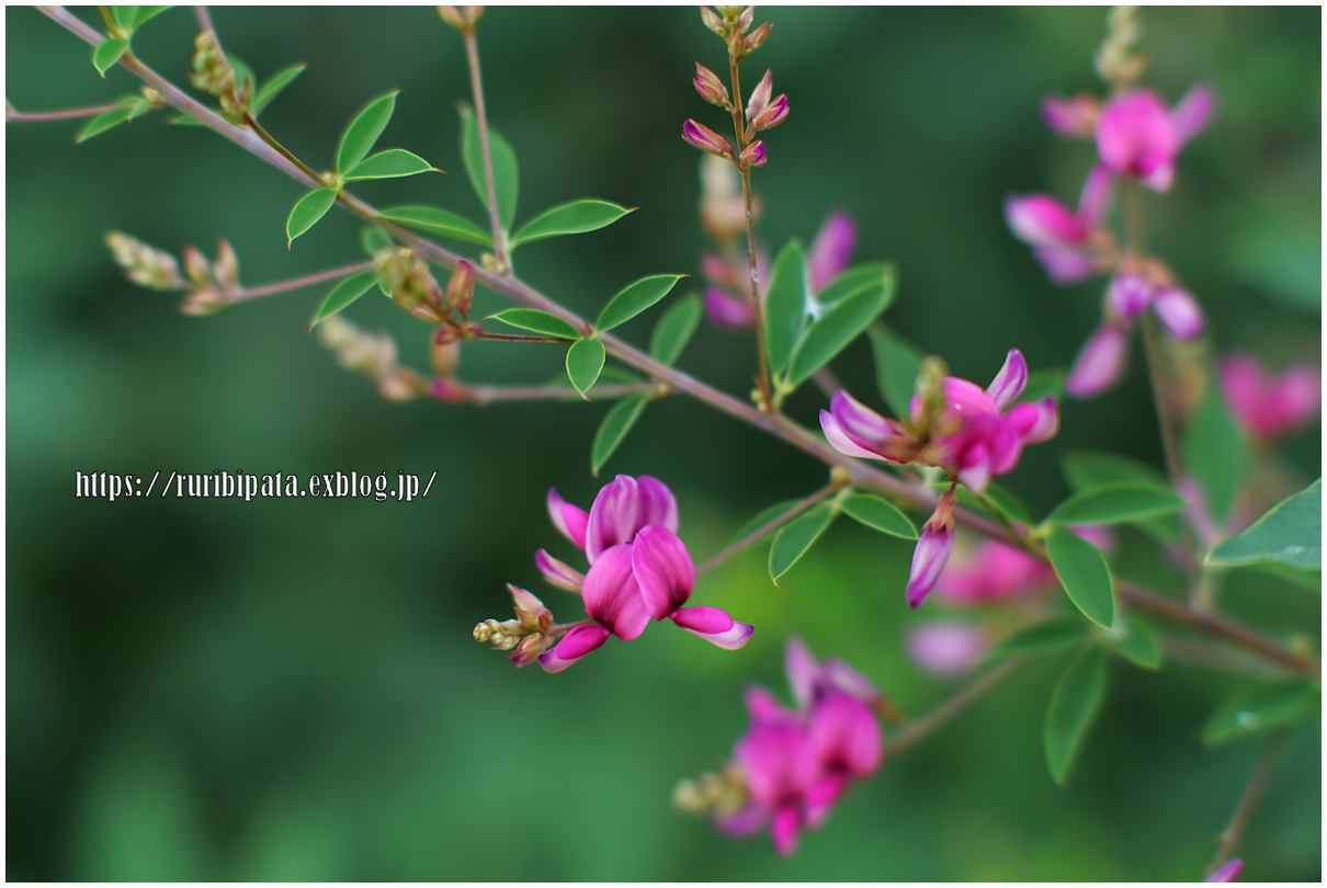 ハギの花で箸休め_f0302613_22333648.jpg