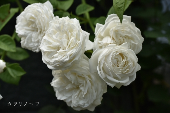 白く美しき蔓薔薇 カヲリノニワ 白く美しき蔓薔薇 カヲリノニワ