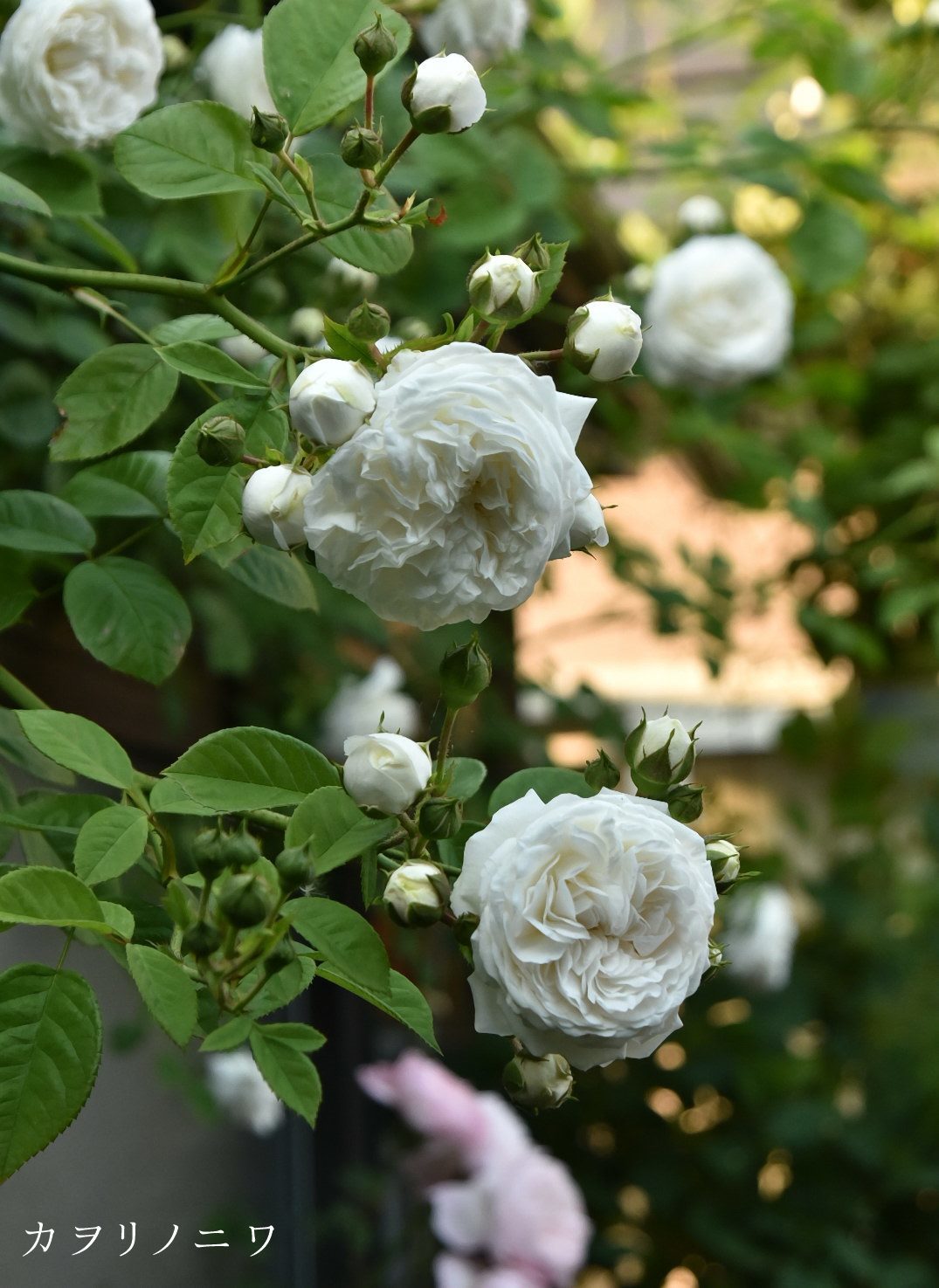 白く美しき蔓薔薇 カヲリノニワ 白く美しき蔓薔薇 カヲリノニワ