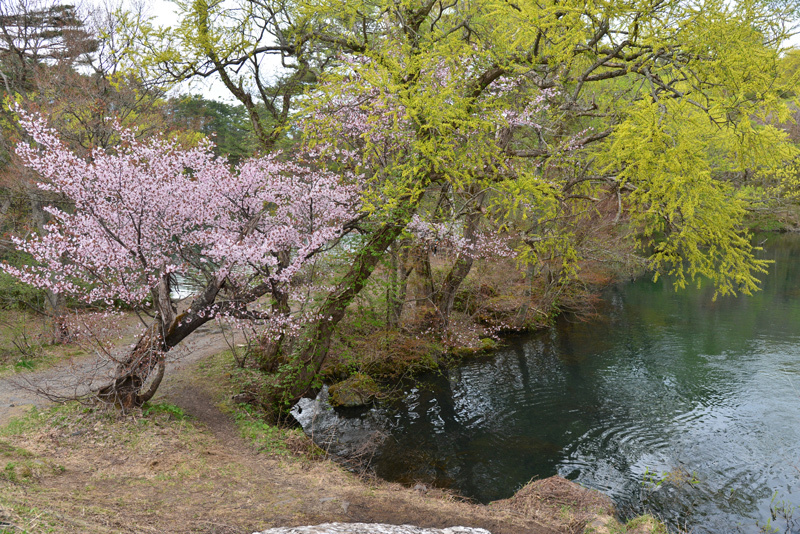 2018 (12) 福島県奥会津-裏磐梯　春のくるま旅_a0216227_11080051.jpg