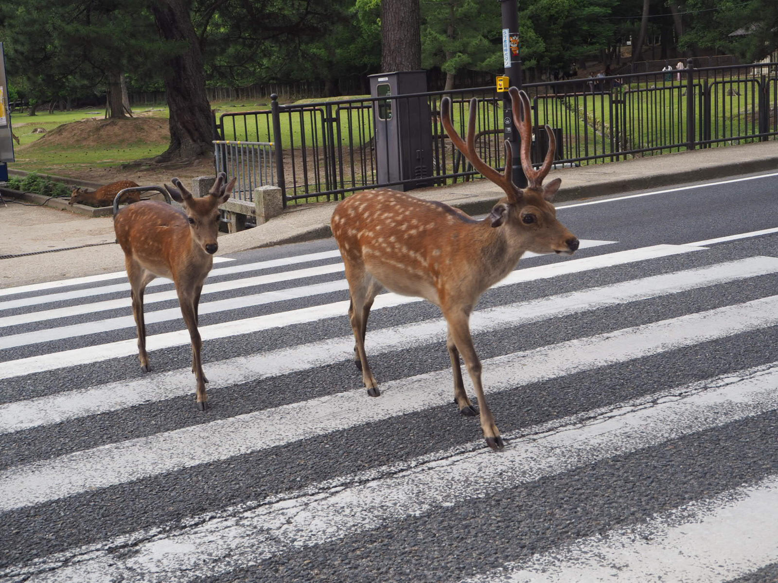 横断歩道を渡る鹿 人形町からごちそうさま