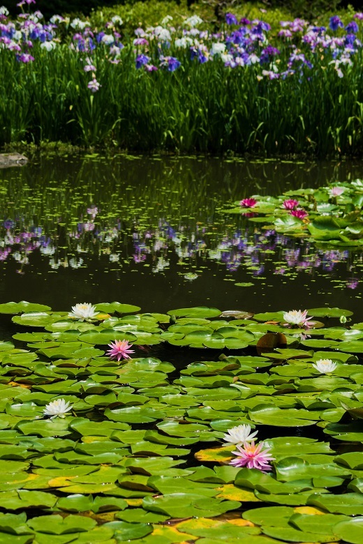 平安神宮神苑～花菖蒲、睡蓮、紫陽花_e0363038_13081877.jpg