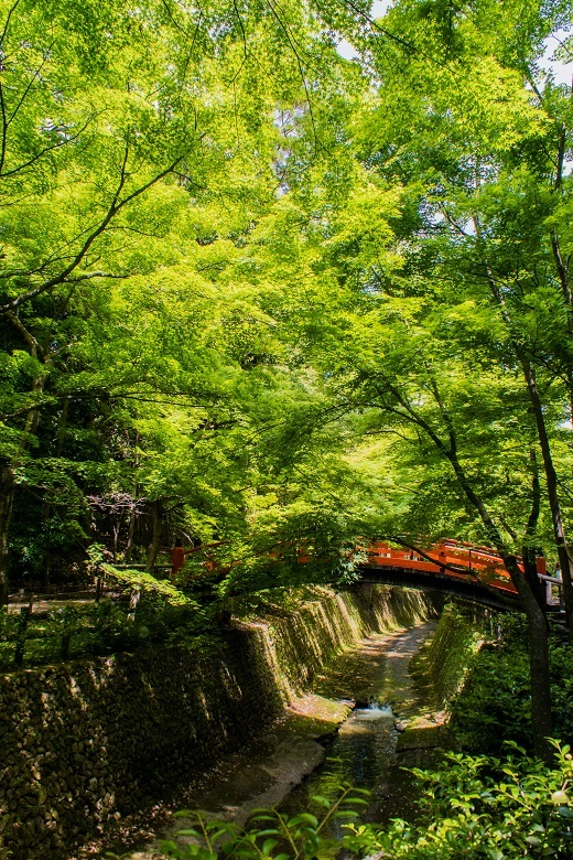 北野天満宮 史跡御土居の青もみじ 鏡花水月