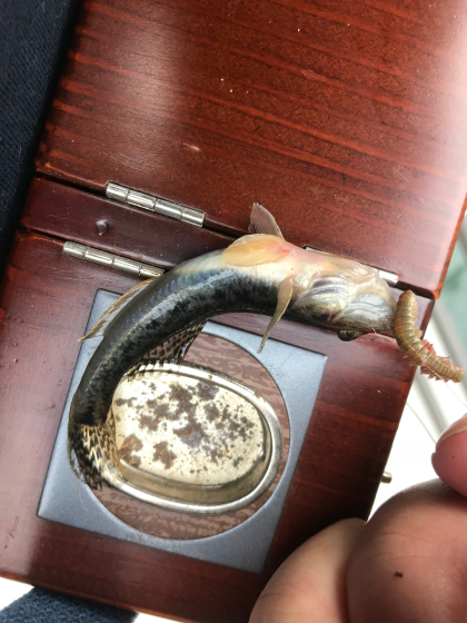 録画十四日わぁ汀石さんのお竿でした。 : ズラ健児の寝言