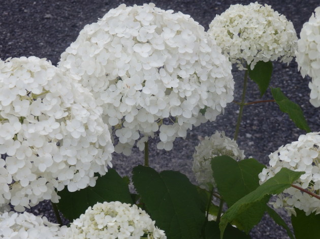 a0054240_21284705.jpg