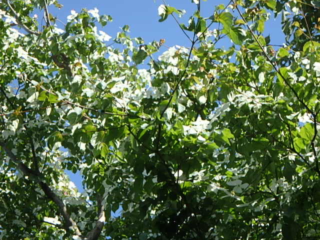 f0334143_19454185.jpg