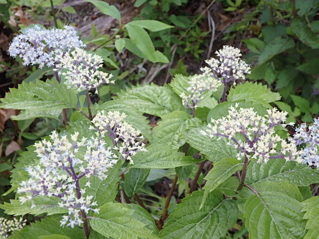 f0334143_19455028.jpg