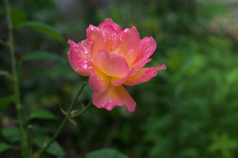 d0342652_9312451.jpg