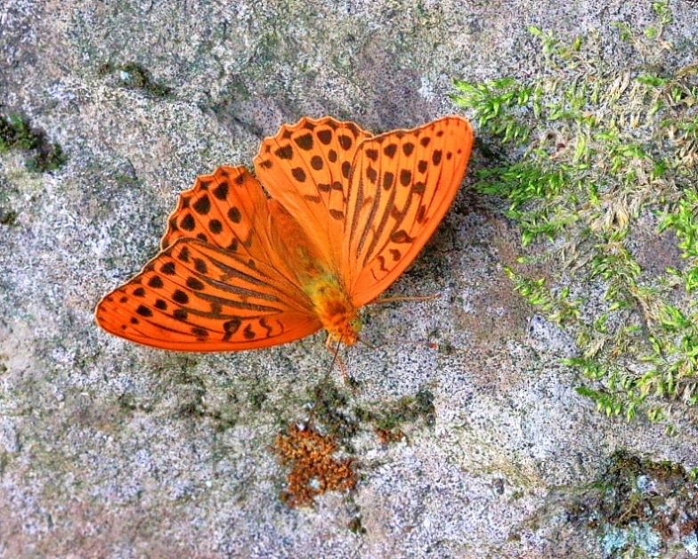 c0305565_17483904.jpg
