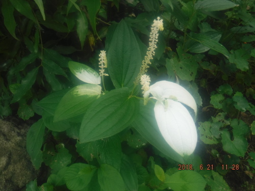 今日は夏至 フジバカマの育て方 フジバカマ挿し芽 小次郎じじ物語