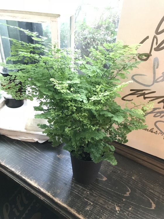 植物入荷しました！_d0132673_15582621.jpeg