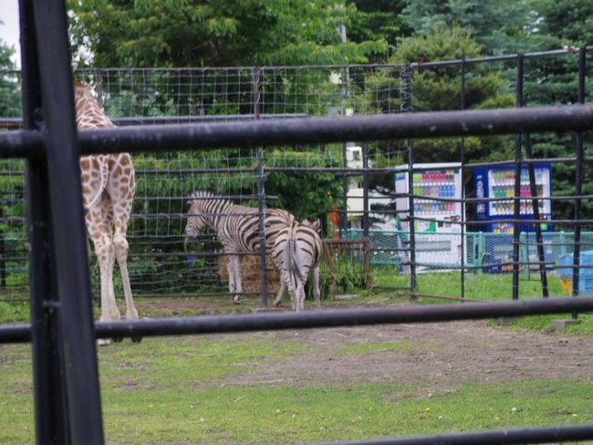 おびひろ動物園の動物たち_b0014576_20353516.jpg