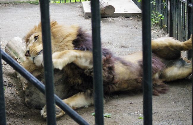 おびひろ動物園の動物たち_b0014576_20554947.jpg