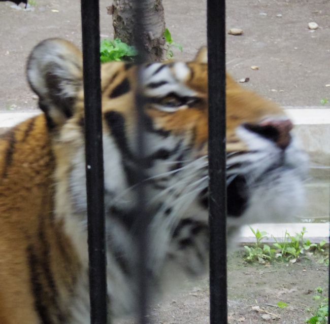 おびひろ動物園の動物たち_b0014576_20561562.jpg