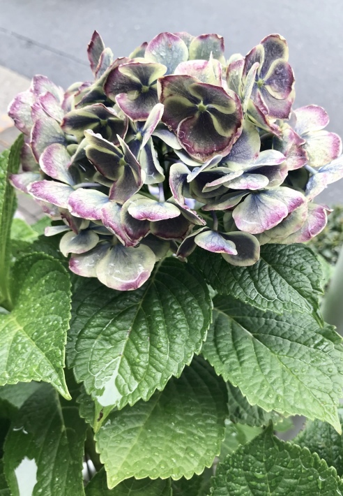 f0105276_00421831.jpeg