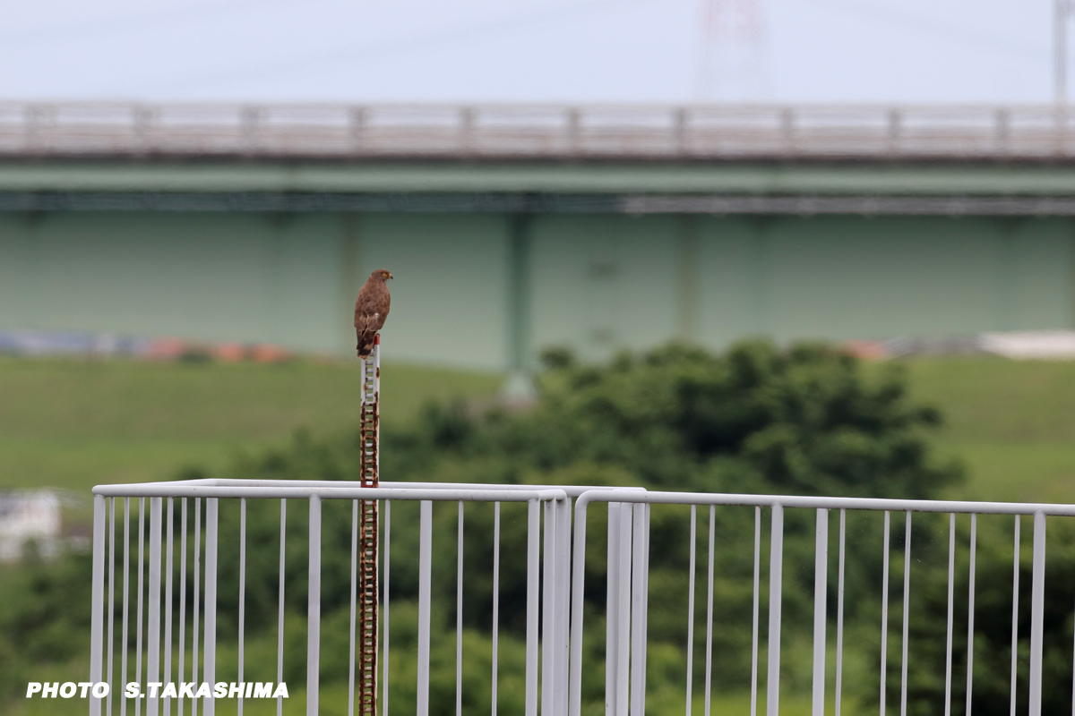 河川敷のサシバ_b0368378_20143968.jpg