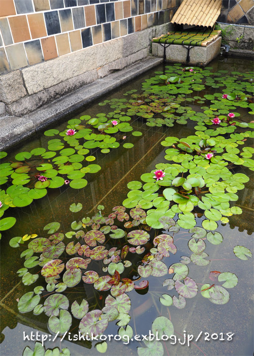 睡蓮と紫陽花の咲くころ・倉敷_a0223379_095024.jpg